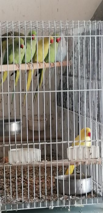 Aves Ring Neck 2020, 2023 e Loris 2020