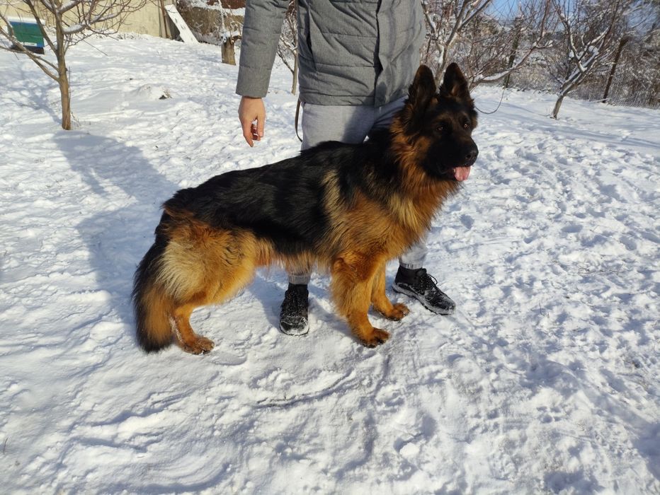 В'язка Німецька вівчарка