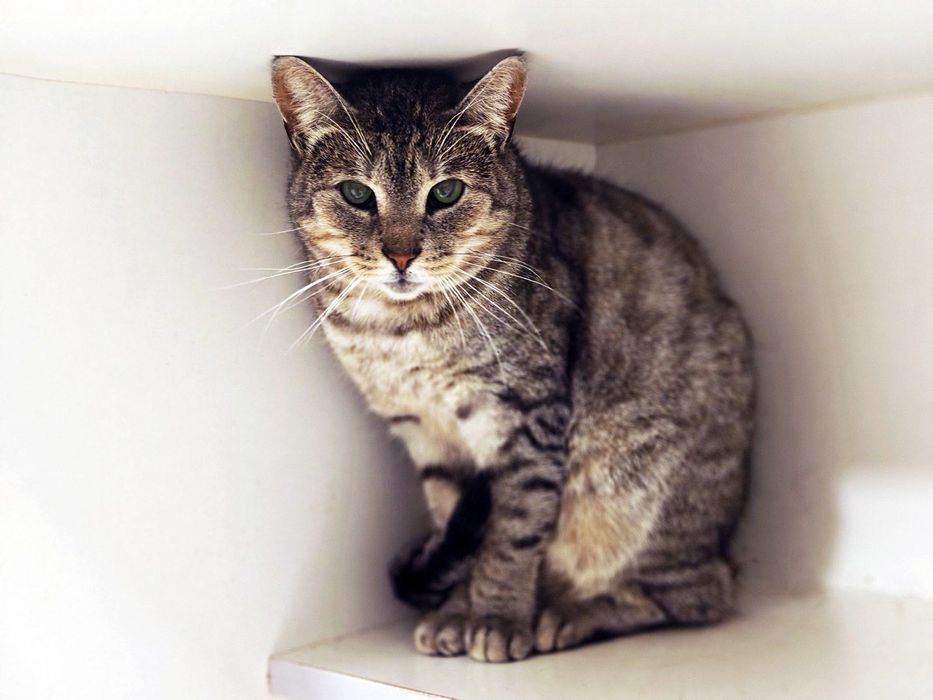 Нежная малышка Асти! 1,5 года, стерилизована (кот, кошка, котенок)