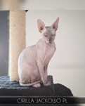 Sfinks Doński/Don Sphynx, CIRILLA - piękna kotka szylkretka, miot C.
