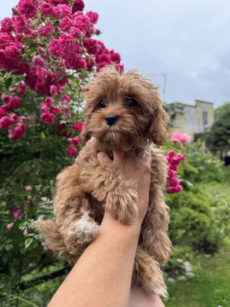 Cavapoo F1 RED wyjątkowa dziewczynka ZAREZERWOWANA