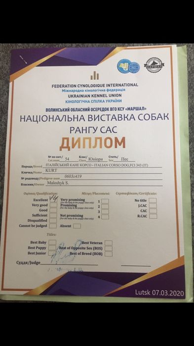 Предлагается к вязки Кабель порода кане-корсо в