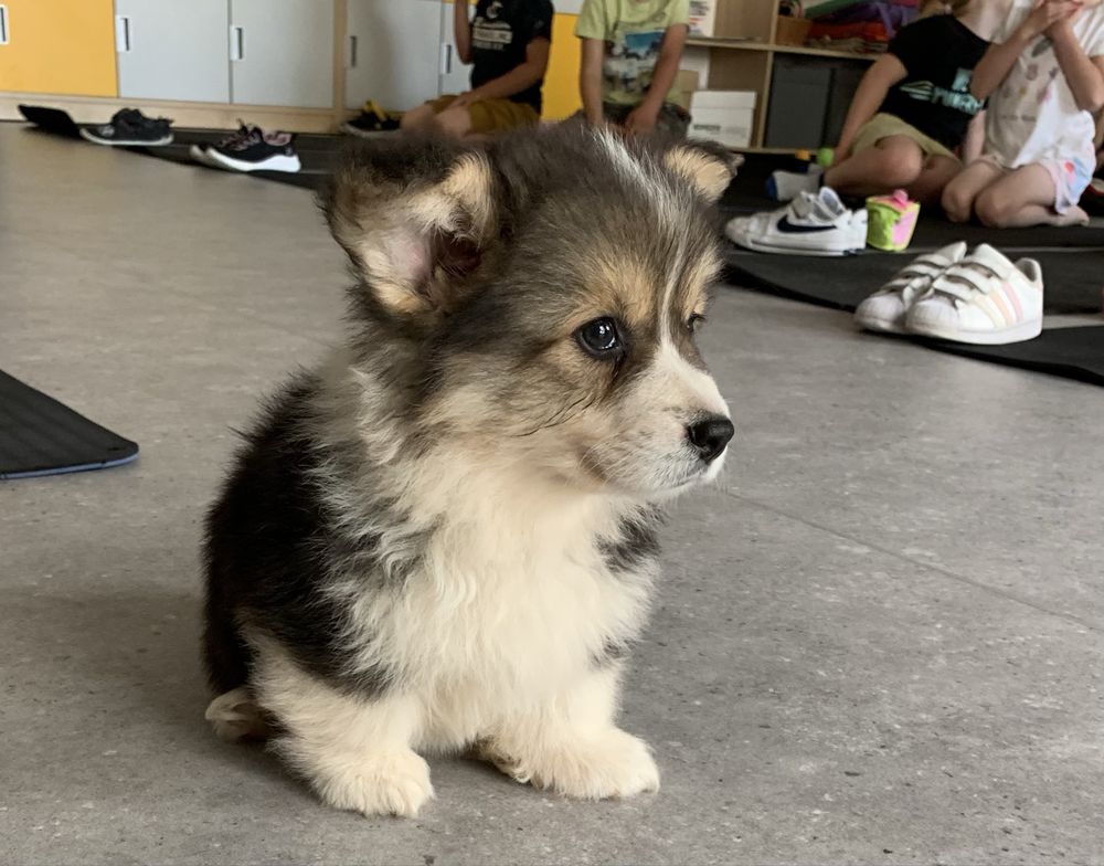 Fluffy welsh corgi pembroke