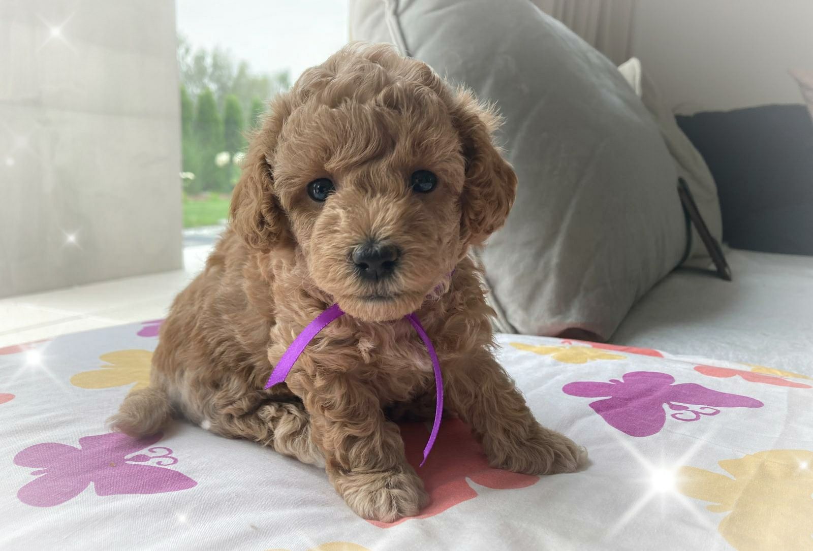 Suczka Maltipoo F1b - zarezerwowana