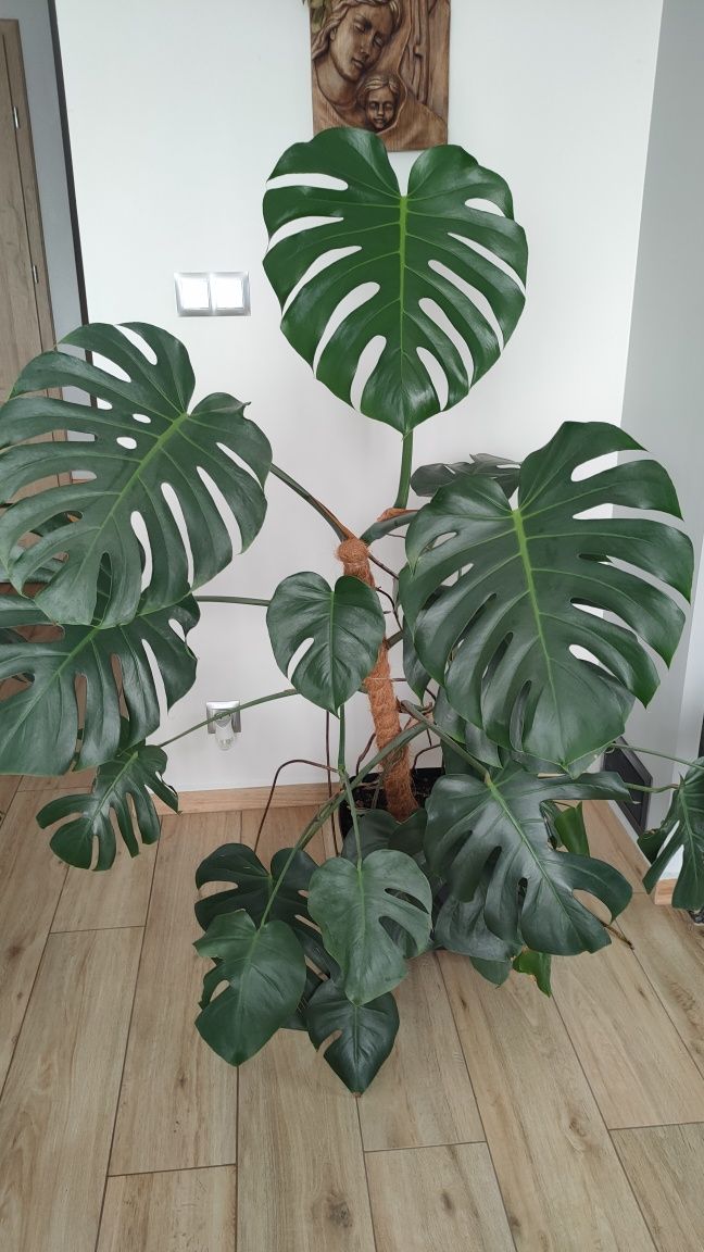Monstera w donicy piękna 150 cm