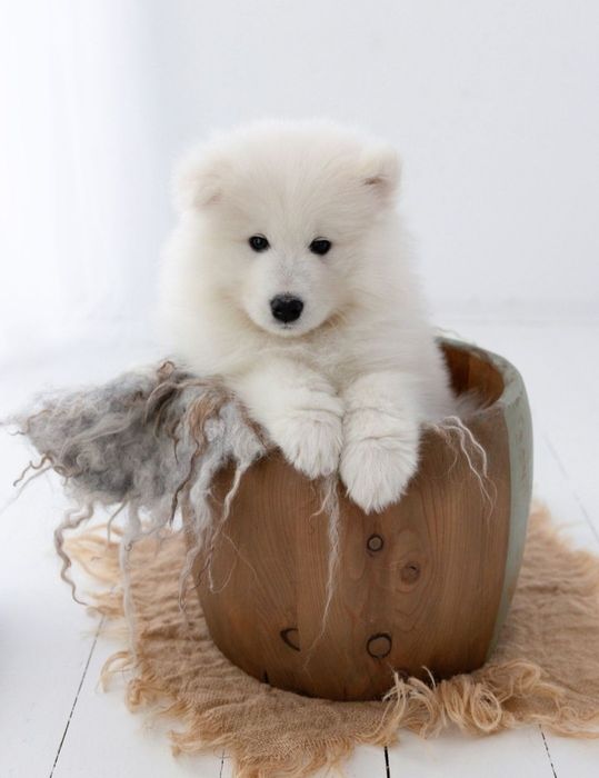 SAMOYED  kwiecień 2026 *Arctic Challenge Poland FCI*