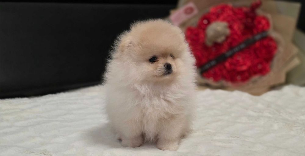 Piękna suczka  Pomeranian szpic miniaturowy kolor cream FCI