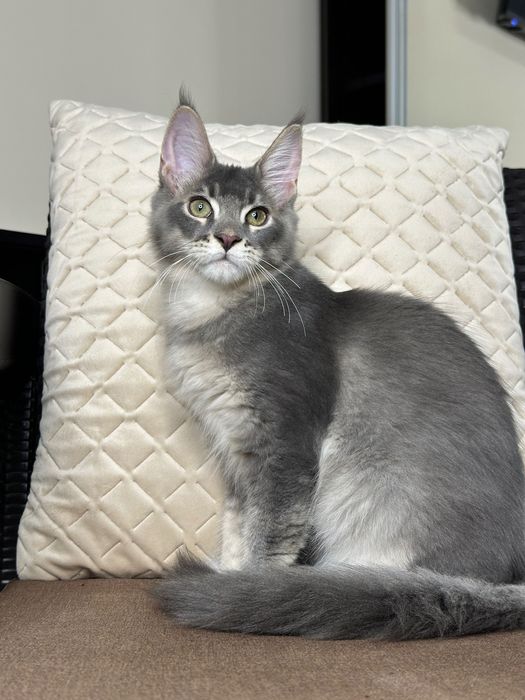 Ludovik-Kocurek Maine Coon