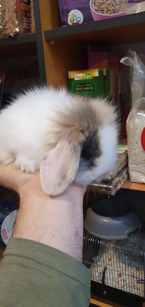 Baranek mini lop miniaturka królik Króliki