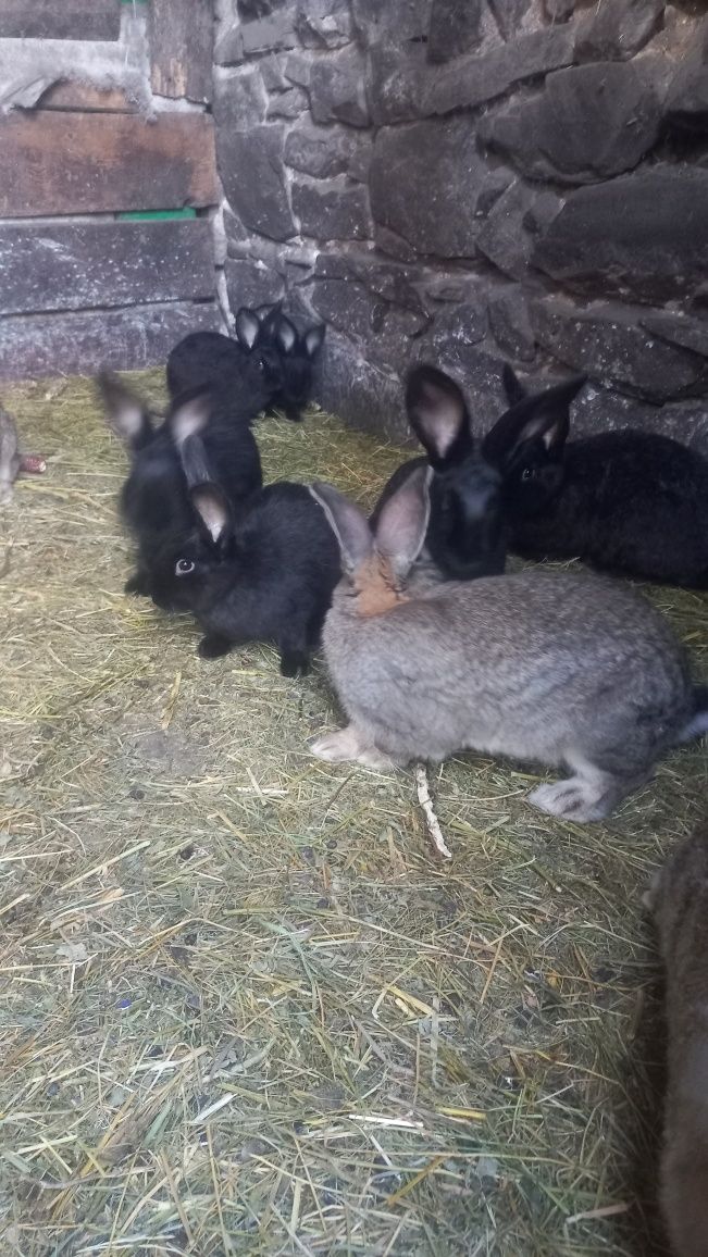 Продам молодняк кроликів