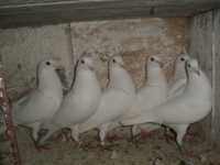 golebie pocztowe biale 3 samce