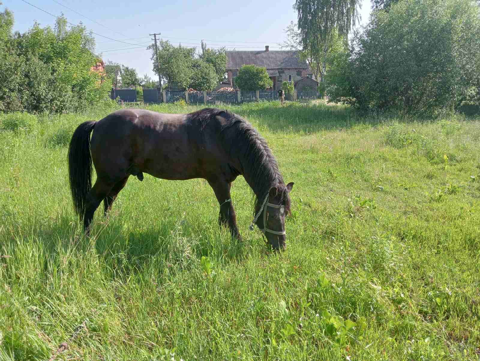 Продам коня (жеребця), 8 років