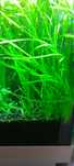 Vallisneria (nurzaniec)