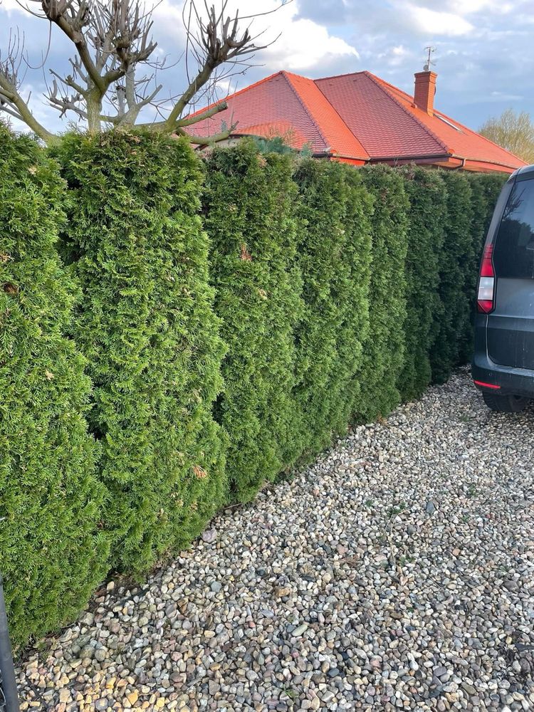 Tuja tuje szmaragdowe thuja drzewka iglaki żywopłot