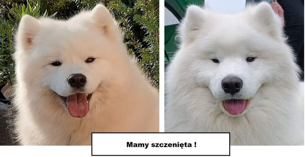 Samoyed szczeniaki ZKwP/FCI Wyjątkowe Skojarzenie!