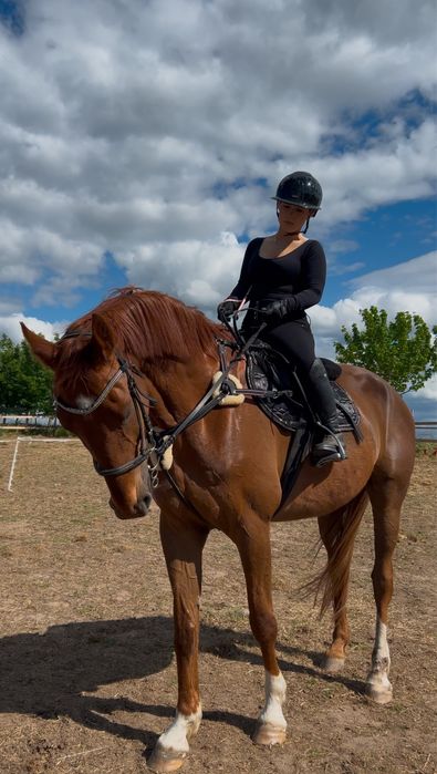 Wysoki 12letni walach sprzedaz