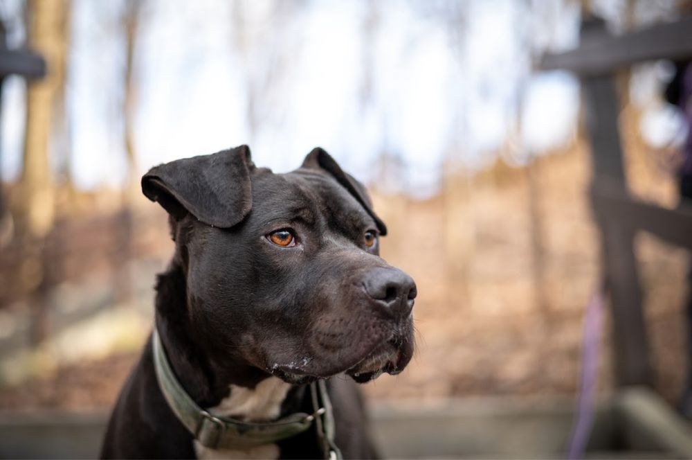 Pitbull/amstaff w schronisku. Wyjątkowy pies szuka wielbiciela rasy