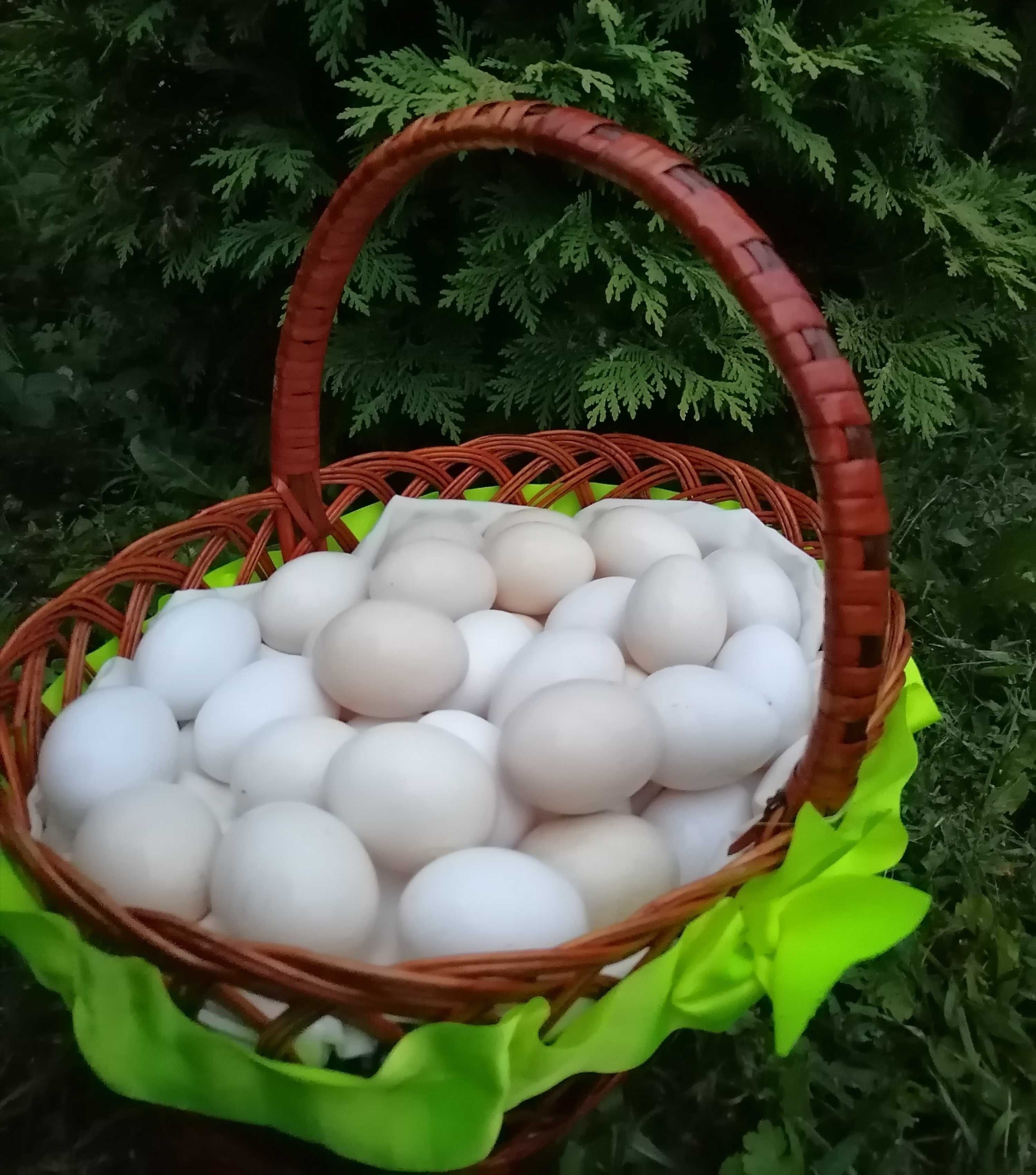 Яйця від домашніх курочок