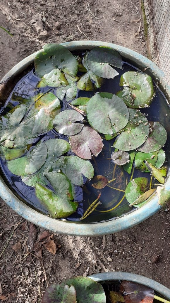 Plantas árvores exoticas
