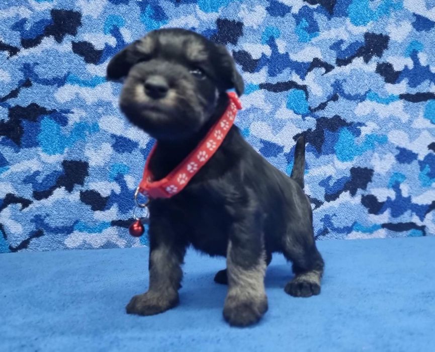 Цуценята цвергшнауцера