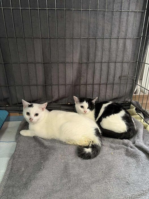 Rodos i Rabatka – dwa kociaki z działek szukają domu tymczasowego