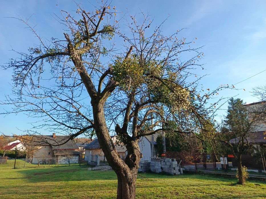 Jemioła na niskim drzewie