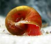 Caracois planorbis