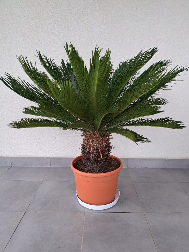 Trachycarpus Fortunei Szorstkowiec palma fortuniego wagner cycas kaktu