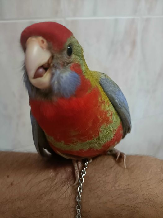 Rosela vermelha penante criada a mao