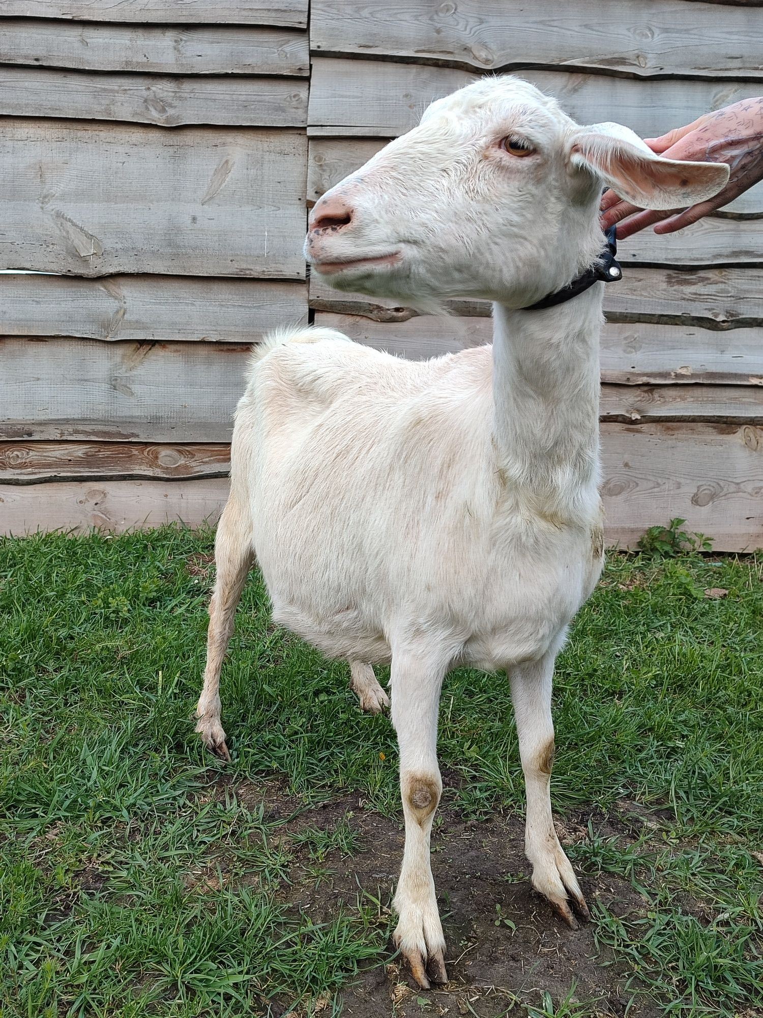 Заано нубійська коза