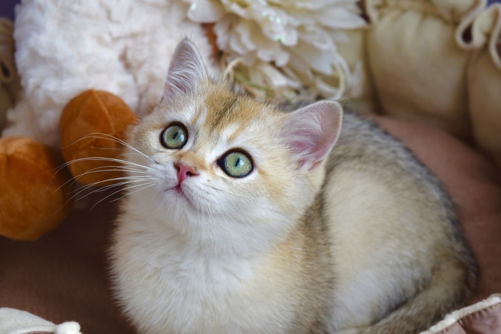 Золота шиншила. Кошенята Золотая Шиншилла