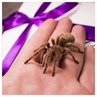 павуки птахоїди-подарункові набори,корм,субстрат пауки птицееды