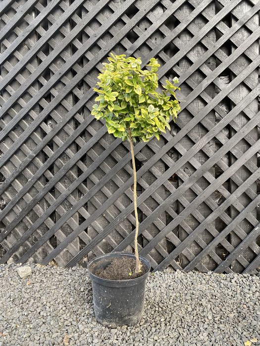 Туя на штамбі Самшит на штамбі Бересклет на штамбі Вейгела на штамбі