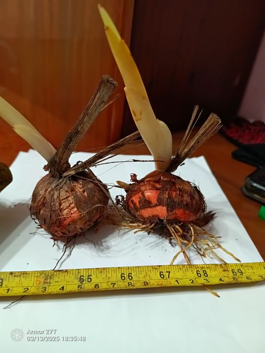 Гладиолусы луковицы