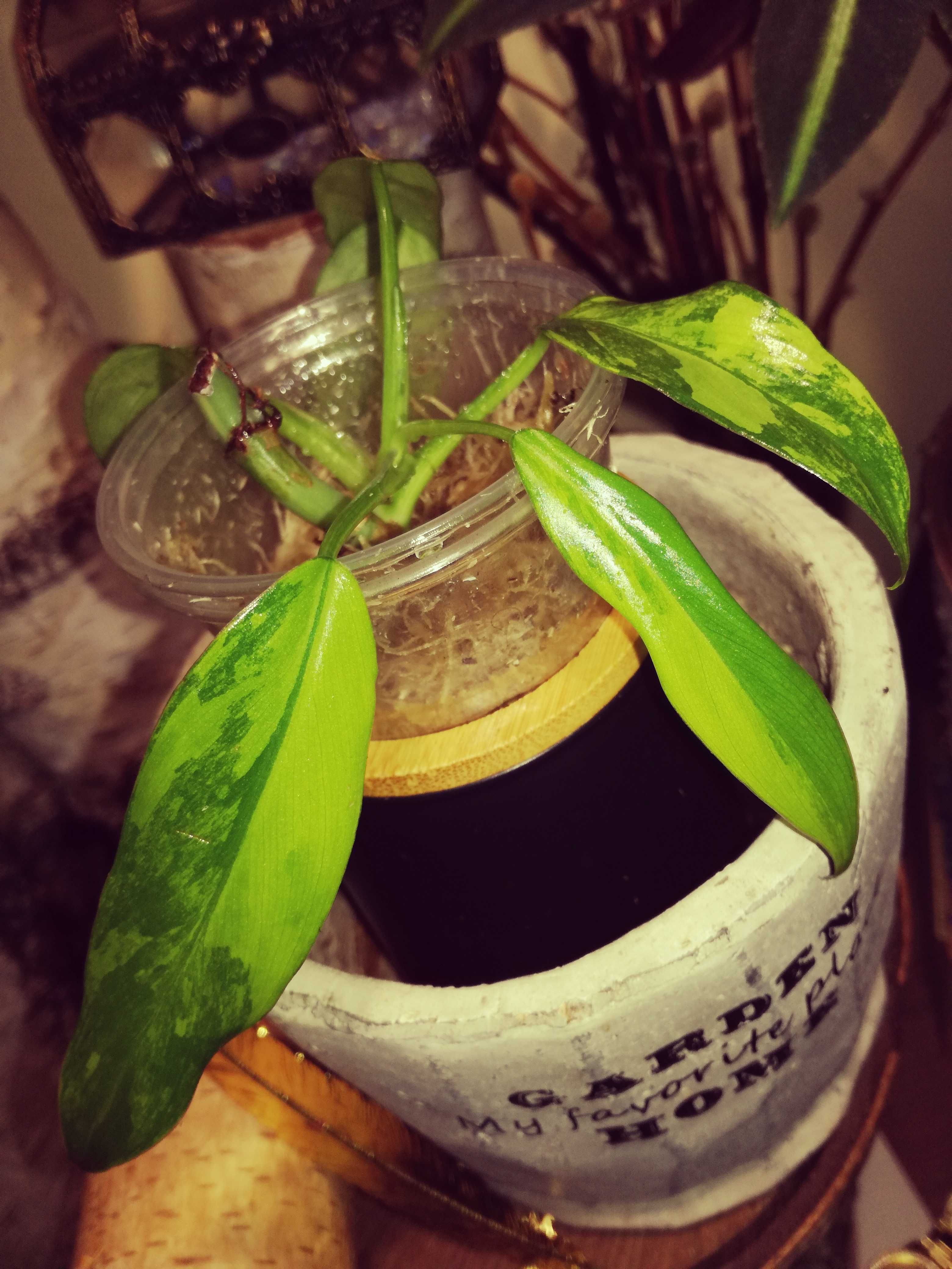 Philodendron Domesticum Variegata Siam Sunrise monstera filodendron