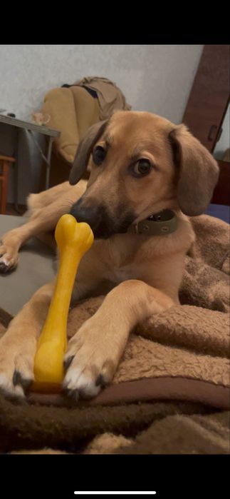 Віддам собачку безкоштовно