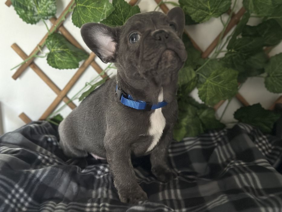 Lindo buldogue francês blue