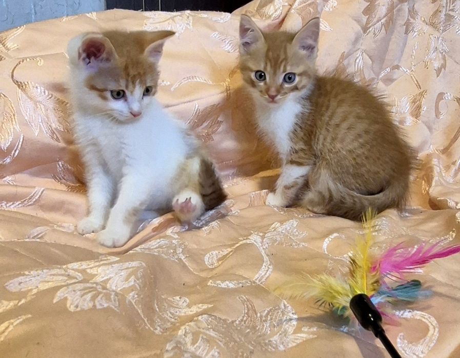 Кошенята-хлопчики у пошуку родин