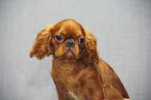 King Charles Spaniel