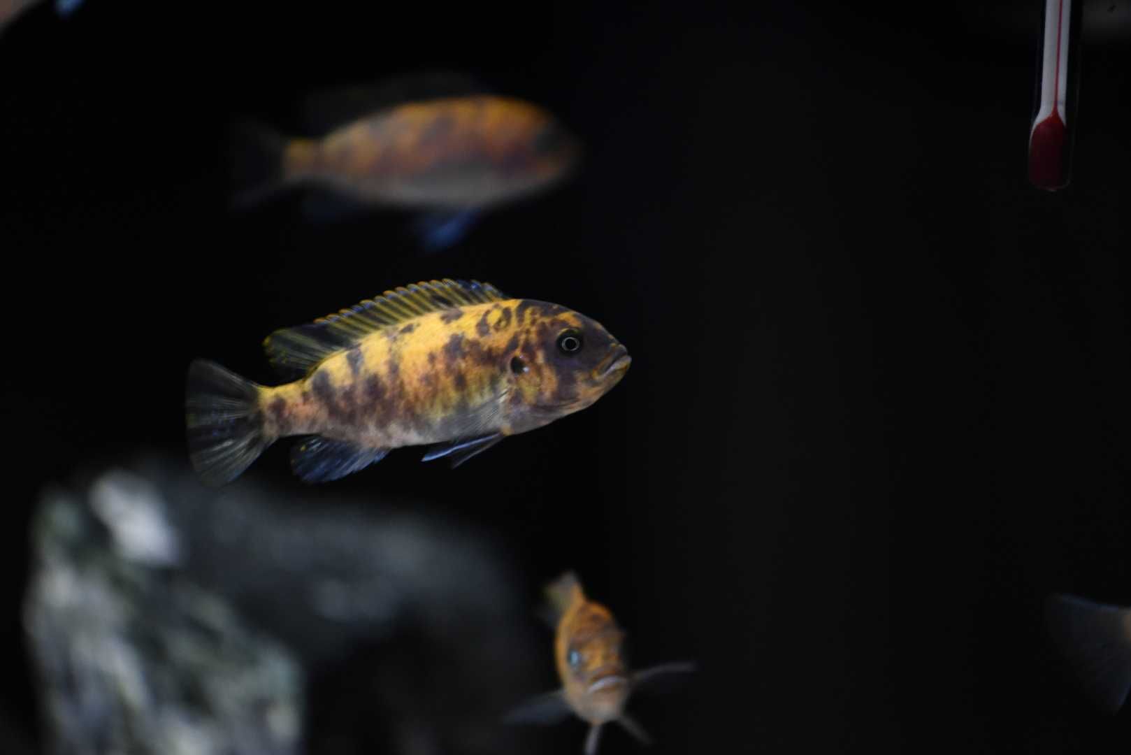 Pyszczaki Malawi Metriaclima Estherae (Minos Reef) polecam !!