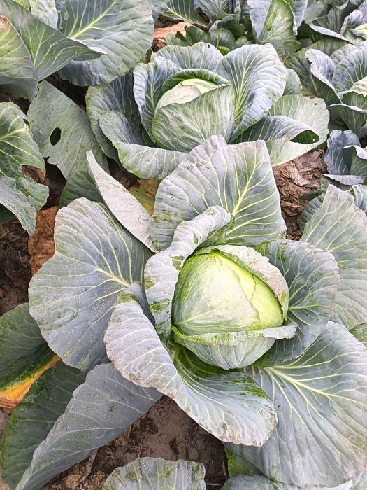 Samozbiory kapusty...