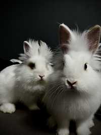 2 króliki z wyposażeniem