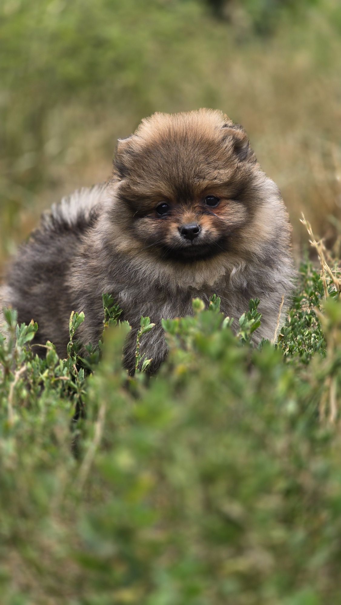 Pomeranian cudowny samczyk