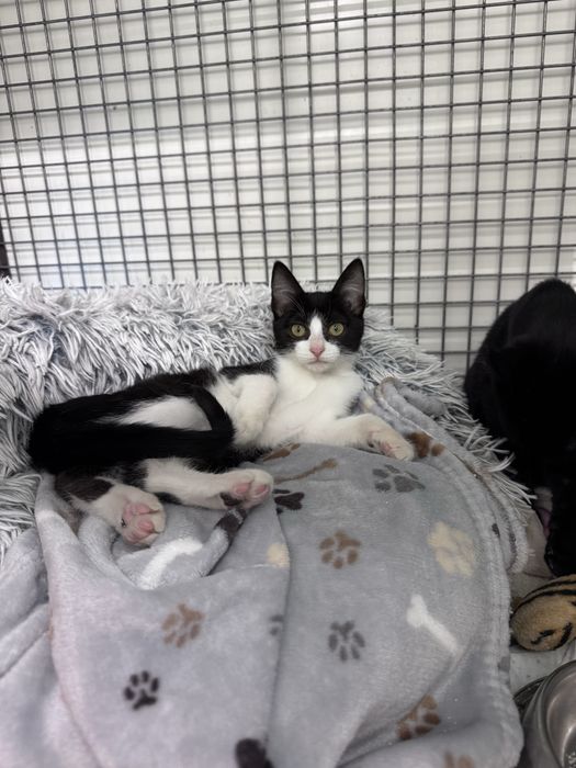 Gatinhos para adoção