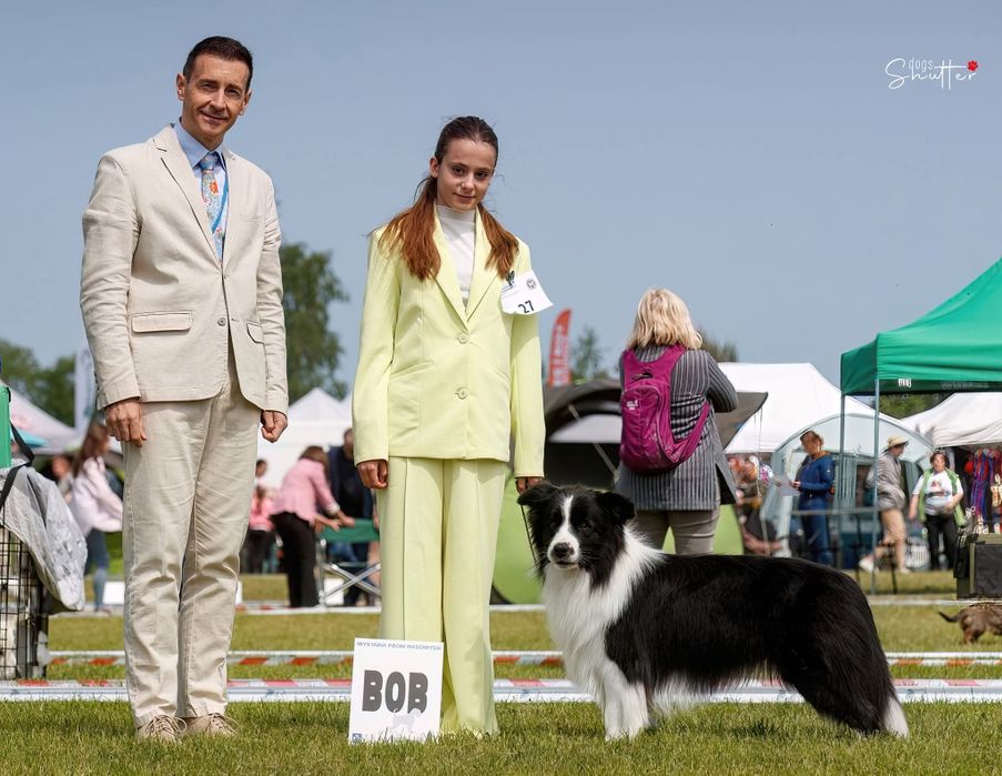 Piękny PIESEK border collie z metryką ZWIĄZKU Kynologicznego w Polsce.
