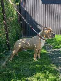 Amstaff American Staffordshire Terrier