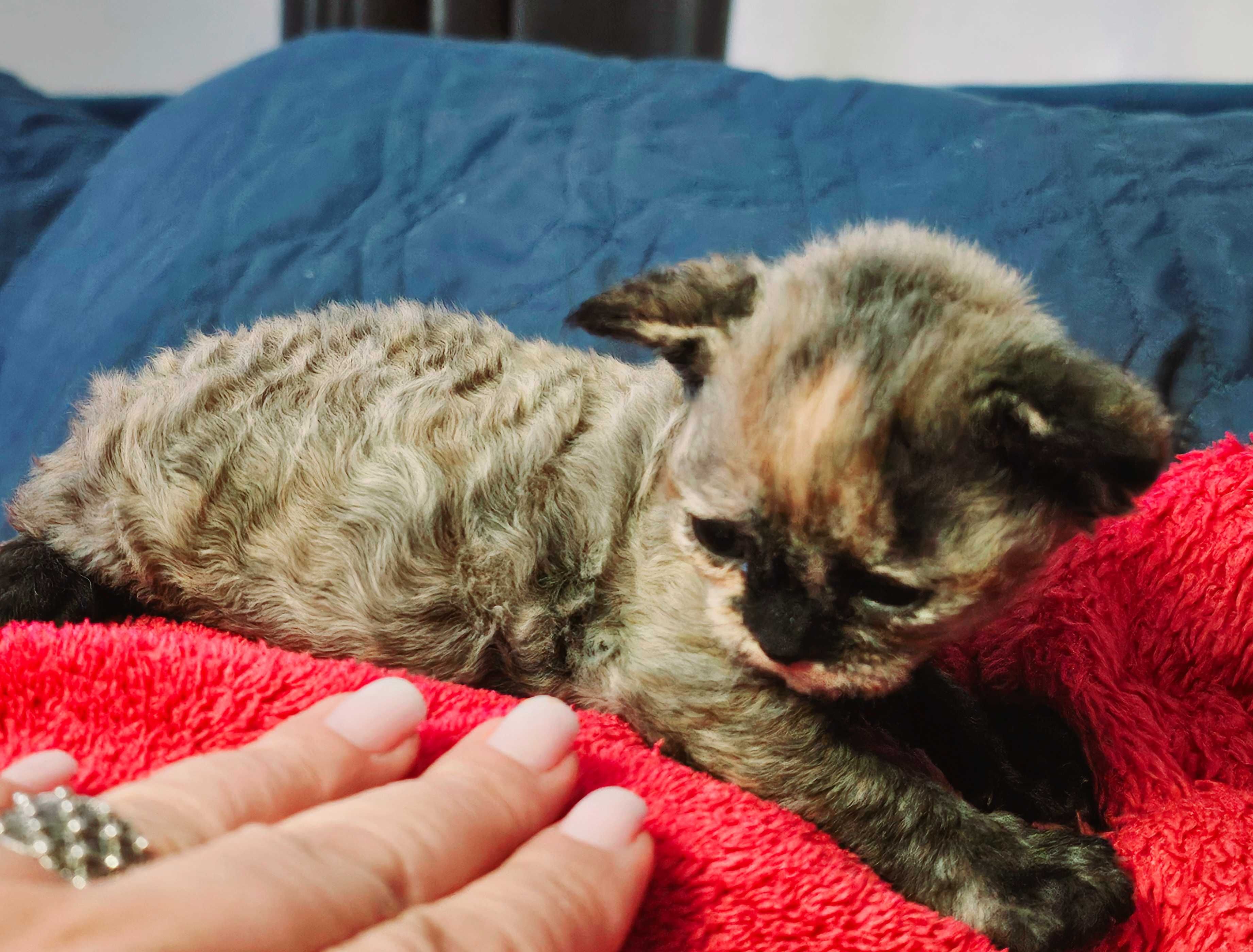 Koteczka Devon Rex FPL
