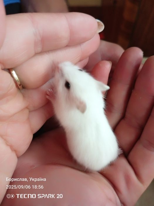 Джунгарський хом'як