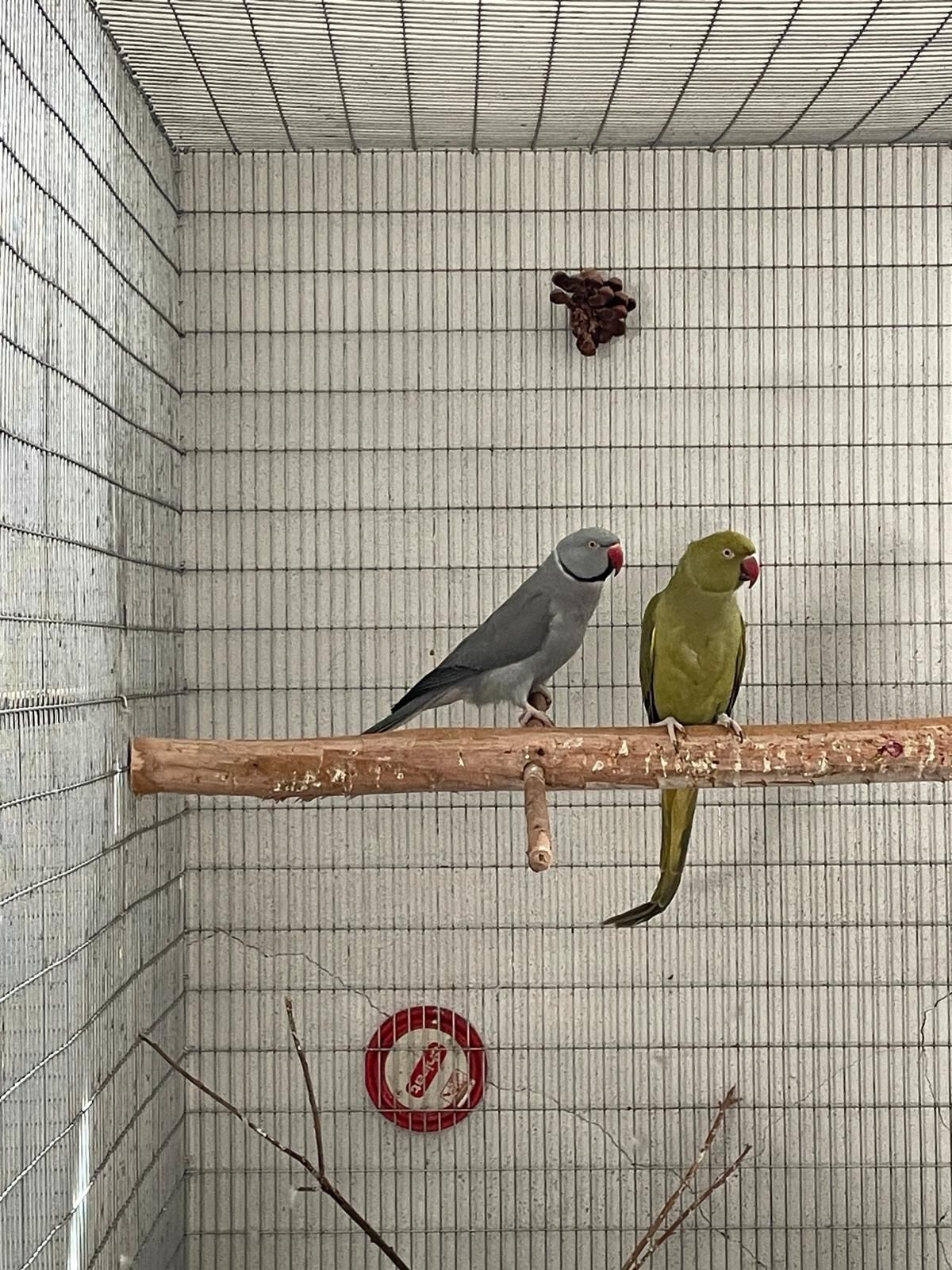 Casal de conures 2021