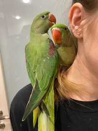 Молодая сформированная пара александрийских попугаев